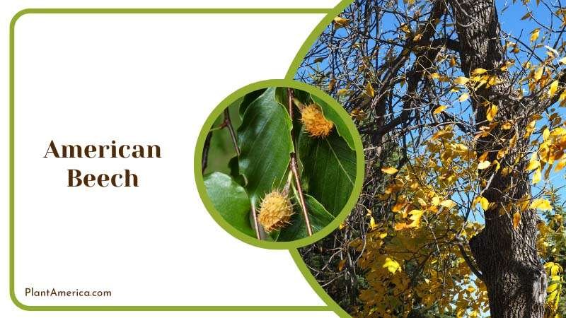 Noble American Beech Plant America Noble American Beech Plant America