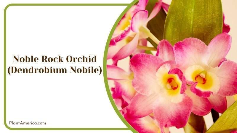 Noble Rock Orchid Plant America