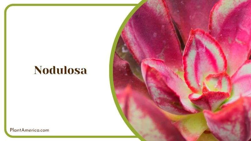 Nodulosa Plant America Nodulosa Plant America
