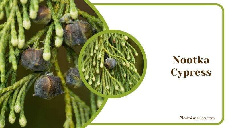 Nootka Cypress Plant America Nootka Cypress Plant America