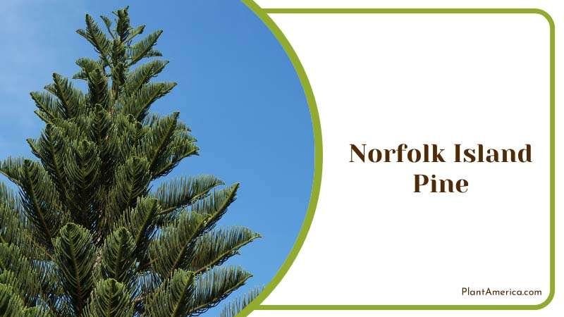 Norfolk Island Pine Plant America Norfolk Island Pine Plant America