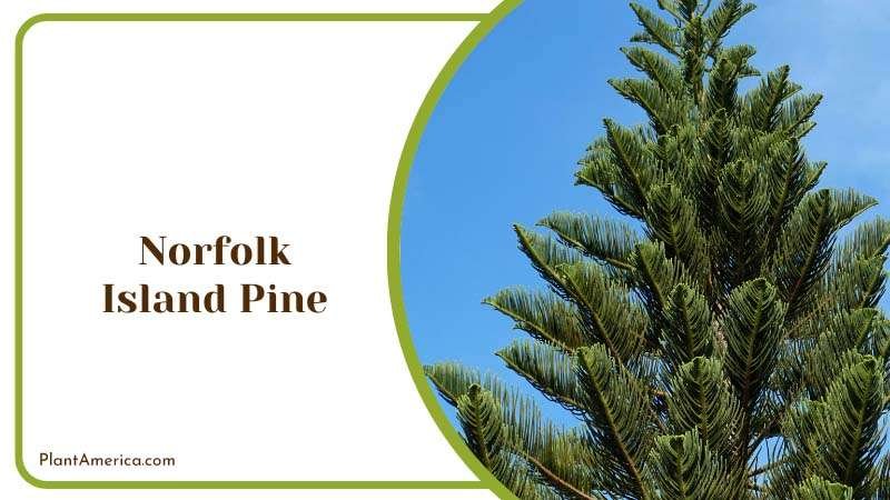 Norfolk Island Pine Trees Plant America