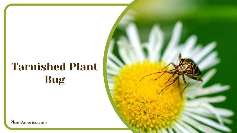 North American Tarnished Plant Bug Plant America