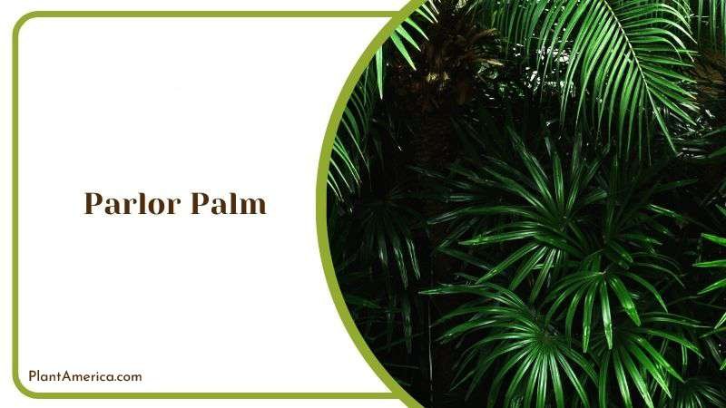 North Facing Parlor Palm Plant America North Facing Parlor Palm Plant America
