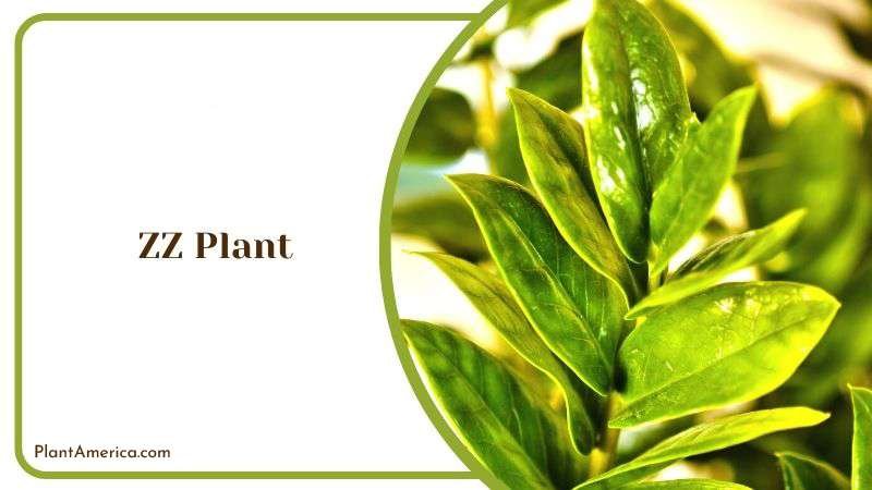 North Facing Zz Plant Plant America North Facing Zz Plant Plant America