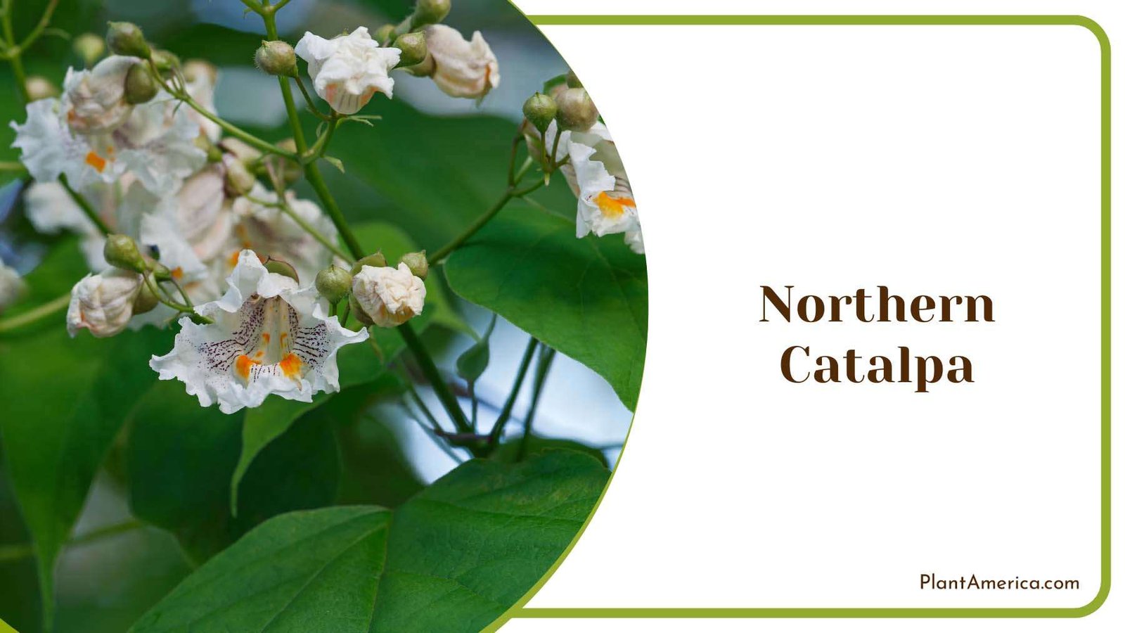 Northern Catalpa Vibrant Flowers Plant America