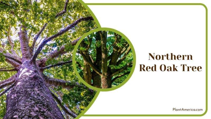 Northern Red Oak Tree Features Plant America