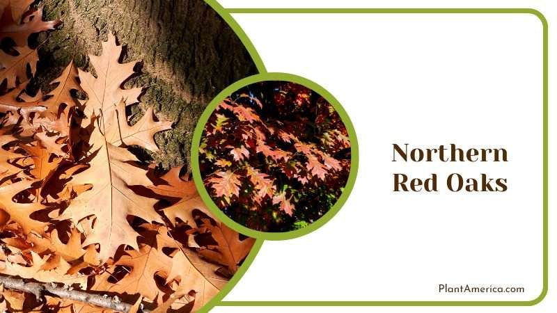 Northern Red Oaks Trees Plant America