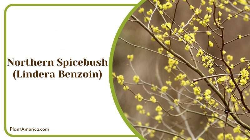 Northern Spicebush Plant America