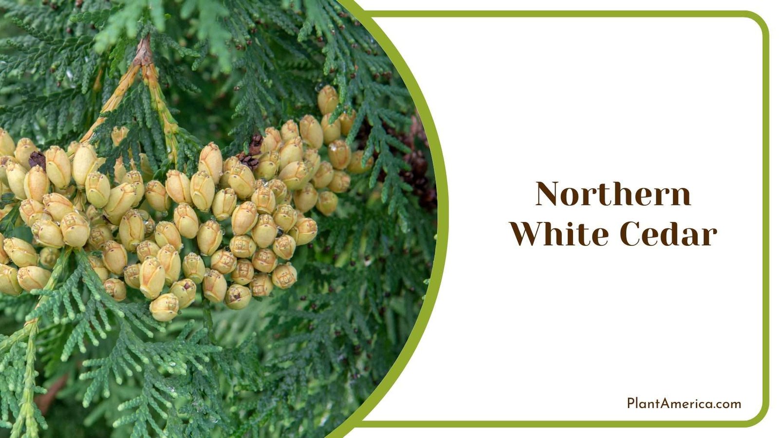 Northern White Cedar Plant America
