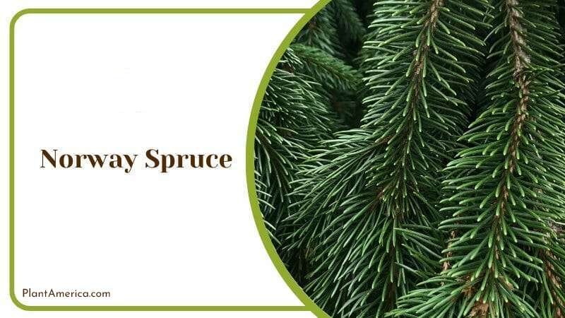 Norway Spruce PlantAmerica