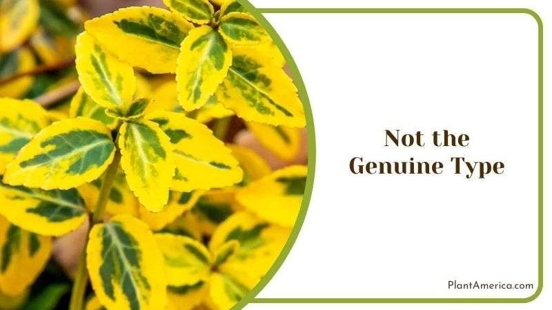 Not the Genuine Type Plant America