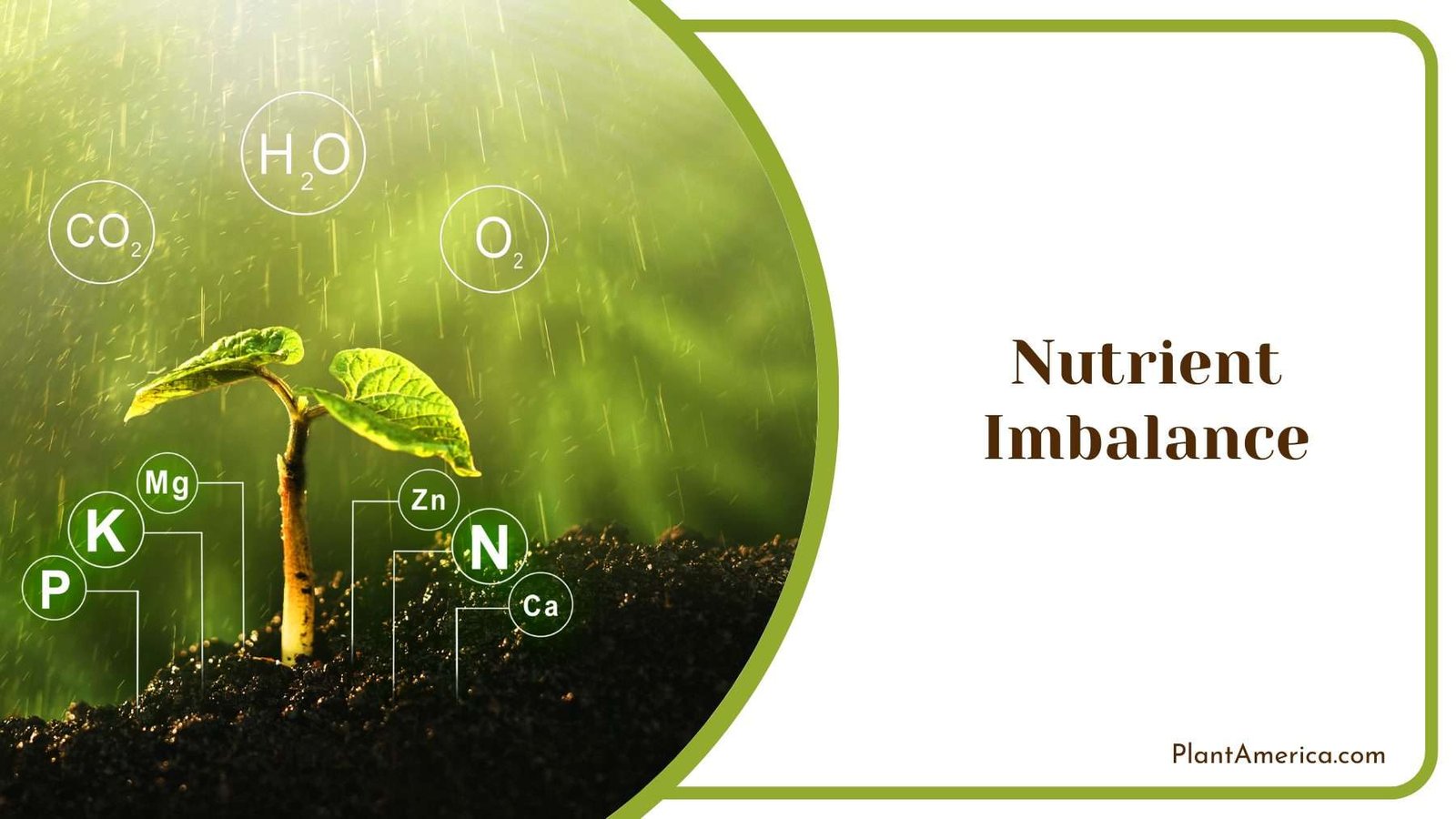 Nutrient Imbalance Plant America