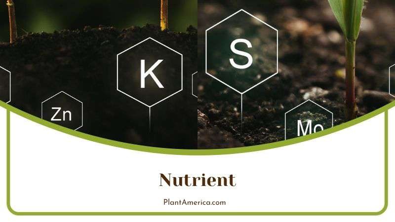 Nutrient Plan for Haworthia Plant Plant America