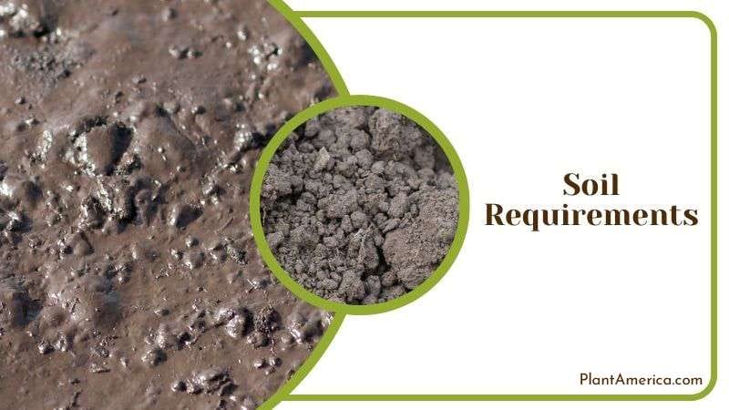 Nutrient Soil Mix for Crocodile Fern Plant America