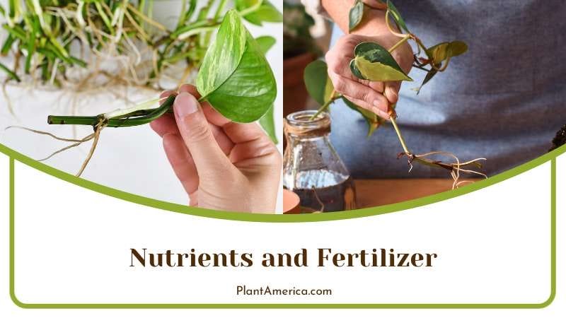Nutrients and Fertilizer Plant America