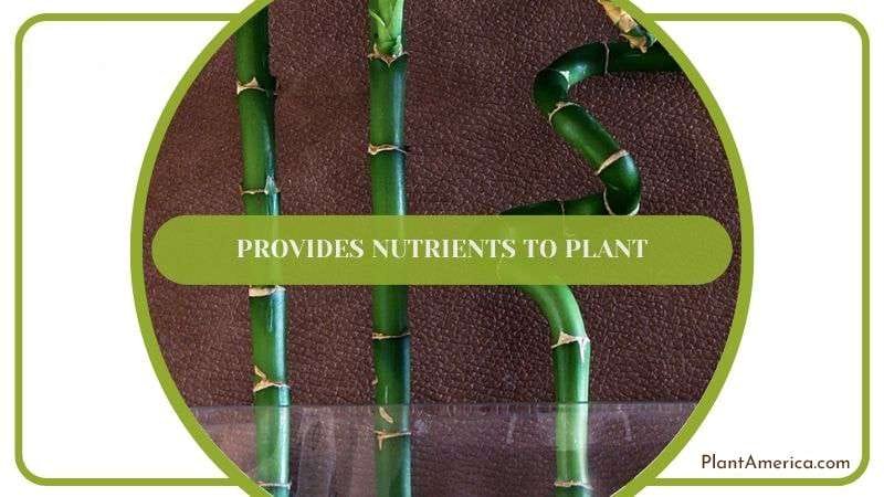 Nutrients for Bamboo Plant Plantamerica