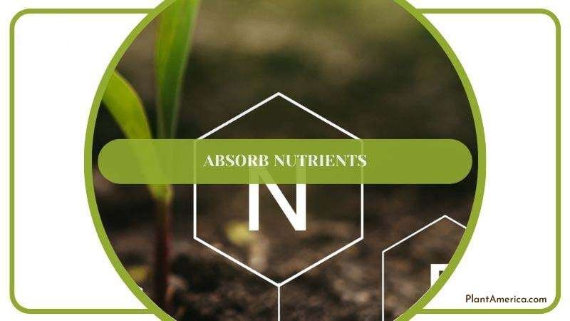 Nutrients in Monstera Aerial Roots ~ PlantAmerica