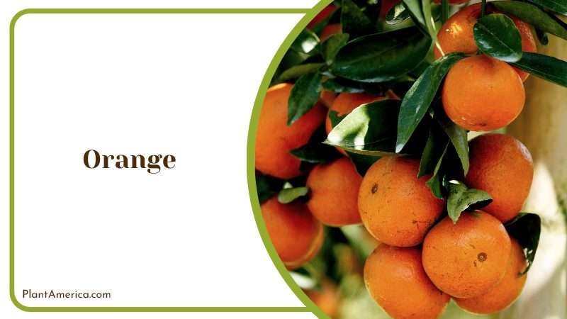 Nutritious Fruit for Juices and Treats PlantAmerica