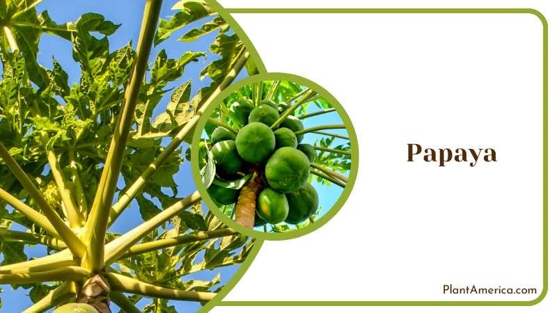 Nutritious Papaya Fruit Plant America