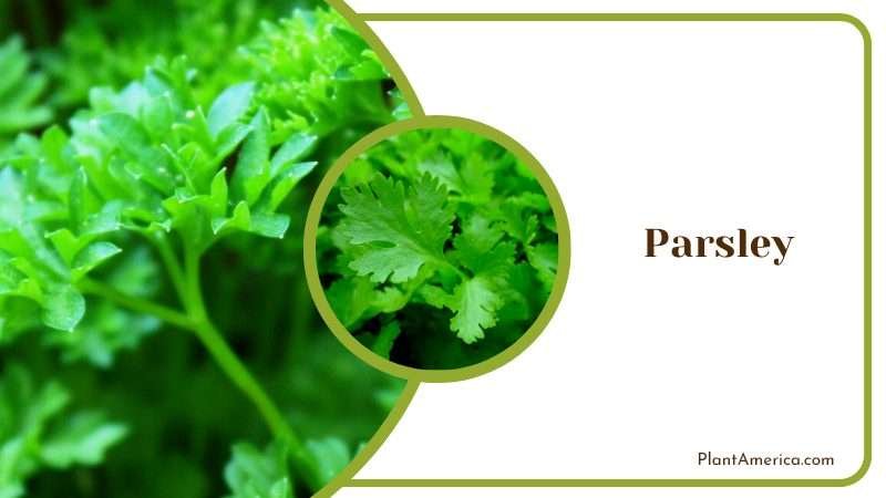 Nutritious Parsley Herb Plant America