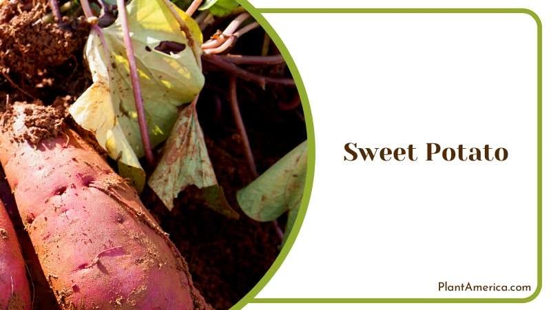Nutritious Sweet Potato Vine Plant America Nutritious Sweet Potato Vine Plant America