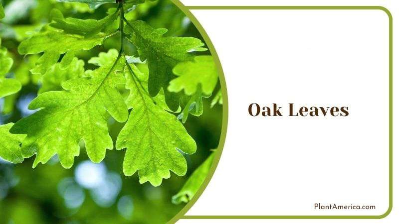 Oak Leaves Plant America Oak Leaves Plant America