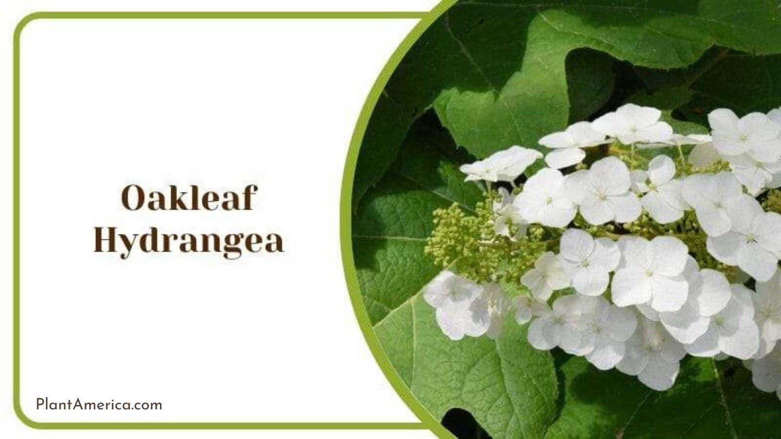 Oakleaf Hydrangea Plant America