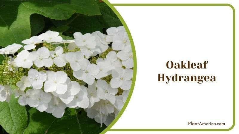 Oakleaf Hydrangea PlantAmerica