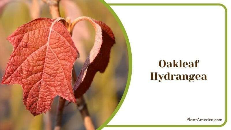 Oakleaf Hydrangea red leaves Plant America