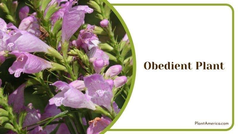 Obedient Plant Plant America