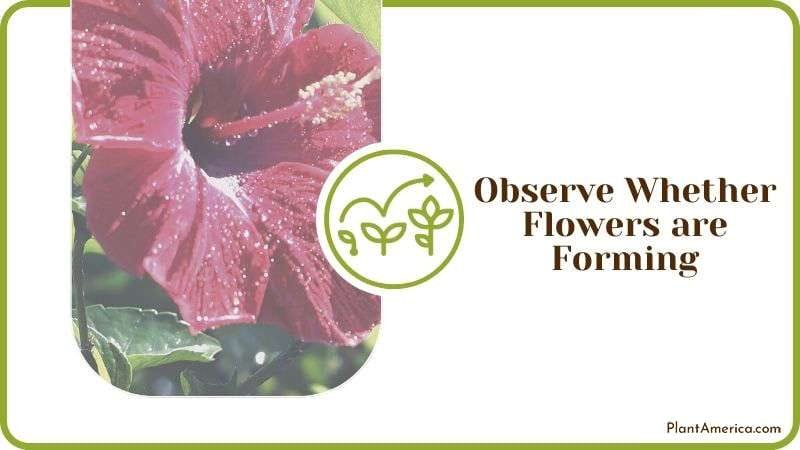 Observe Whether Flowers are Forming Plant America
