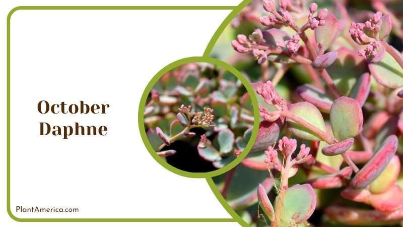 October Daphne Succulent Plant America
