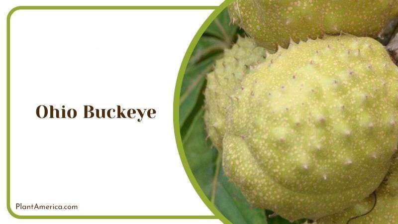 Ohio Buckeye PlantAmerica