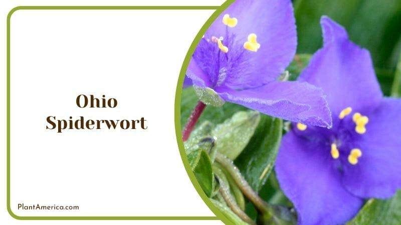 Ohio Spiderwort Plant America
