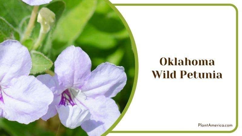 Oklahoma Wild Petunia Plant America Oklahoma Wild Petunia Plant America