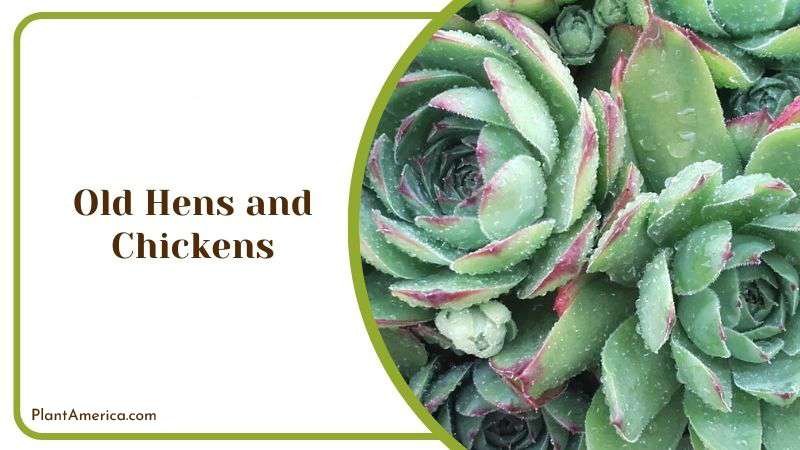 Old Hens and Chickens Plant America