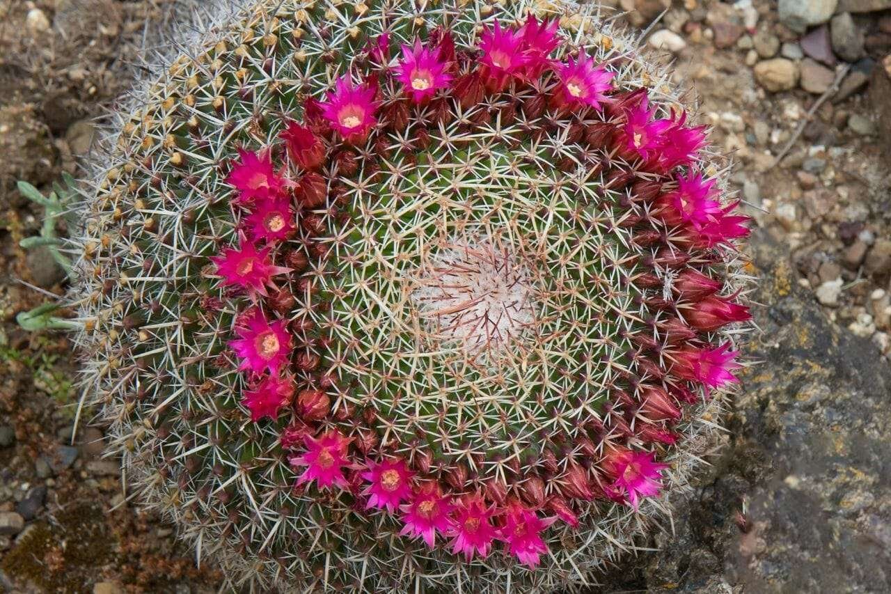 Old Lady Cactus Plant America Old Lady Cactus Plant America