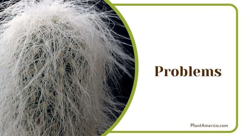 Old Man Cactus can attract pests Plant America