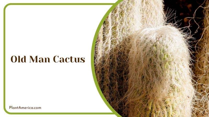 Old Man Cactus hair like plants Plant America Old Man Cactus hair like plants Plant America