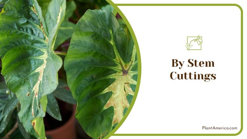 Oldest propagation method ~ PlantAmerica Oldest propagation method ~ PlantAmerica