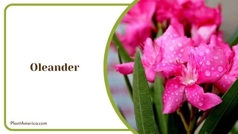 Oleanders Poisonous Sting PlantAmerica