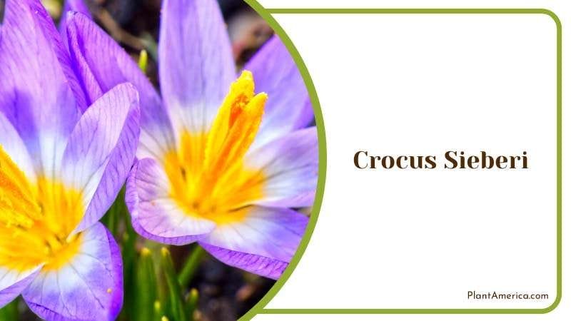 One of the Largest Rarest Plant Plant America