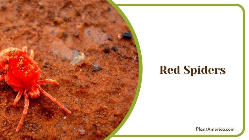 One of the Problem of the Plant Plant America