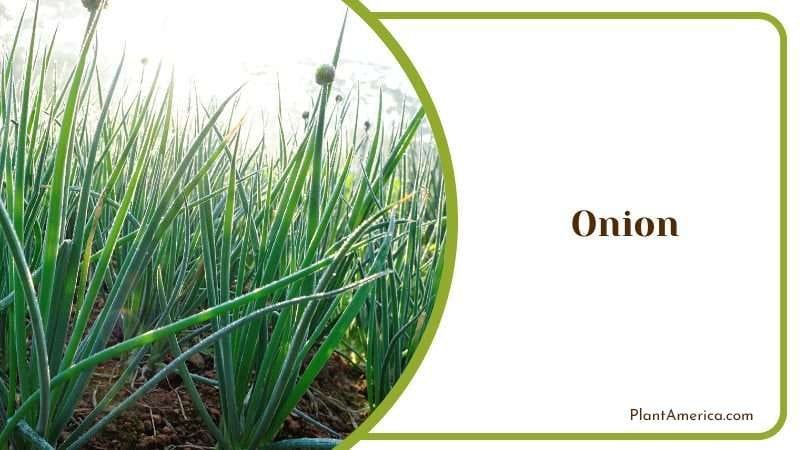 Onion or Allium Cepa PlantAmerica