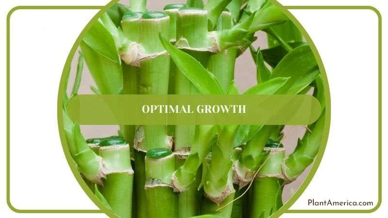 Optimal Growth of Bamboo Plantamerica
