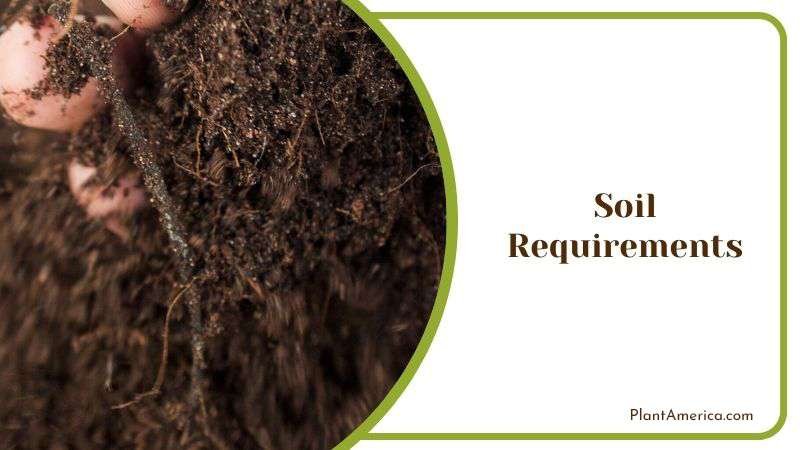 Optimum Soil for Cereus Forbesii Plant America Optimum Soil for Cereus Forbesii Plant America