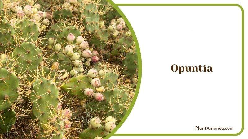 Opuntia the Flexible Succulents Plant America