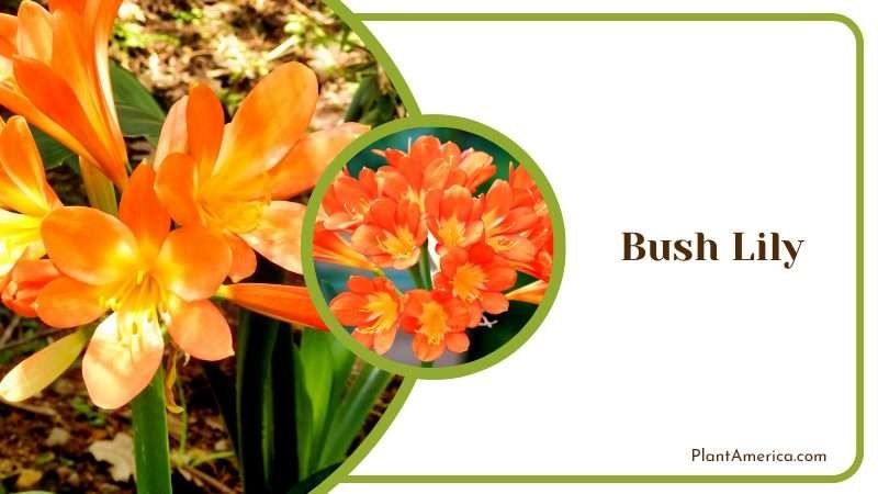Orange Bush Lily Flowers in Garden Plant America