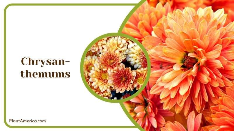 Orange Chrysanthemums Flowers Plant America